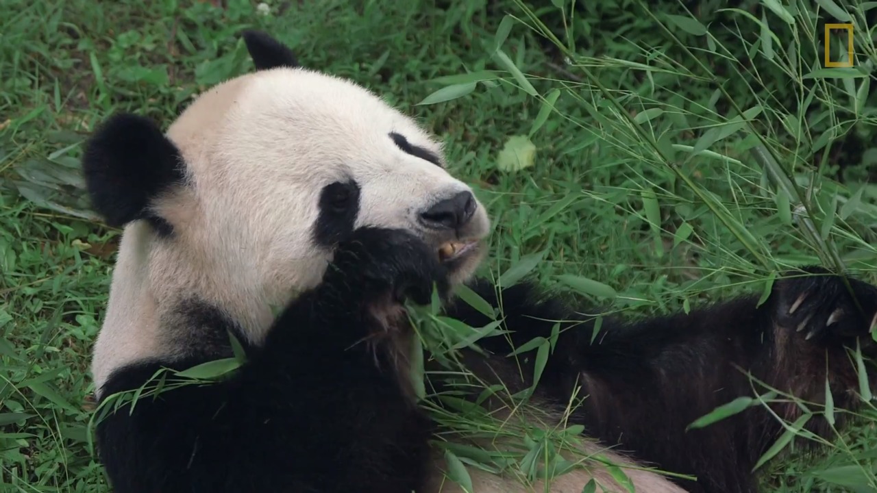 Giant Pandas 101